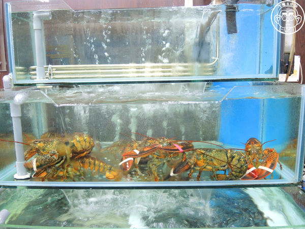 猛嘎海鮮燒物:呷飽祙【新北板橋・猛嘎海鮮燒物】藝人林道遠開店