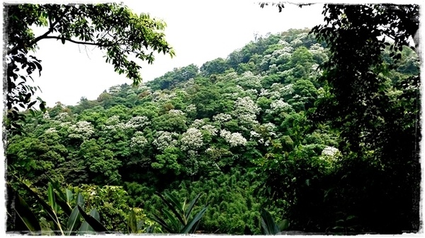 新店四份子產業道路:【新北◍•ᴗ•◍新店】賞花・新店四份子產業道路賞桐花詳細路線2015・4/30花況✯賞桐、賞螢景點|桐花雪遍地的小徑