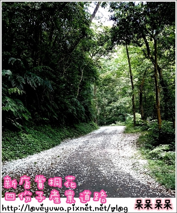 新店四份子產業道路:【新北◍•ᴗ•◍新店】賞花・新店四份子產業道路賞桐花詳細路線2015・4/30花況✯賞桐、賞螢景點|桐花雪遍地的小徑