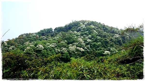 新店四份子產業道路:【新北◍•ᴗ•◍新店】賞花・新店四份子產業道路賞桐花詳細路線2015・4/30花況✯賞桐、賞螢景點|桐花雪遍地的小徑