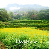 貓空樟樹步道賞魯冰花