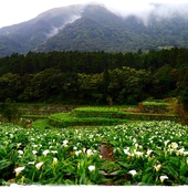 陽明山竹子湖賞海芋日式茶點甘味處