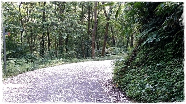 新店四份子產業道路:【新北◍•ᴗ•◍新店】賞花・新店四份子產業道路賞桐花詳細路線2015・4/30花況✯賞桐、賞螢景點|桐花雪遍地的小徑