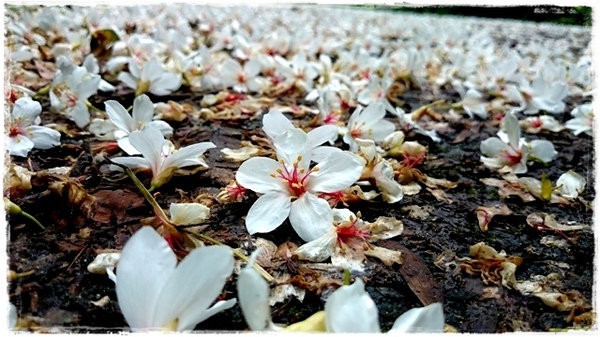 新店四份子產業道路:【新北◍•ᴗ•◍新店】賞花・新店四份子產業道路賞桐花詳細路線2015・4/30花況✯賞桐、賞螢景點|桐花雪遍地的小徑