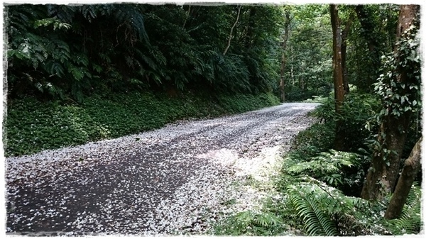 新店四份子產業道路:【新北◍•ᴗ•◍新店】賞花・新店四份子產業道路賞桐花詳細路線2015・4/30花況✯賞桐、賞螢景點|桐花雪遍地的小徑