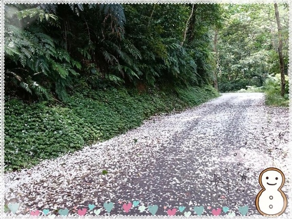 新店四份子產業道路:【新北◍•ᴗ•◍新店】賞花・新店四份子產業道路賞桐花詳細路線2015・4/30花況✯賞桐、賞螢景點|桐花雪遍地的小徑