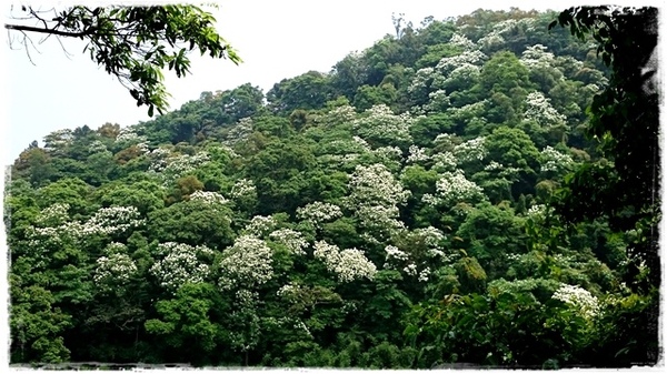 新店四份子產業道路:【新北◍•ᴗ•◍新店】賞花・新店四份子產業道路賞桐花詳細路線2015・4/30花況✯賞桐、賞螢景點|桐花雪遍地的小徑