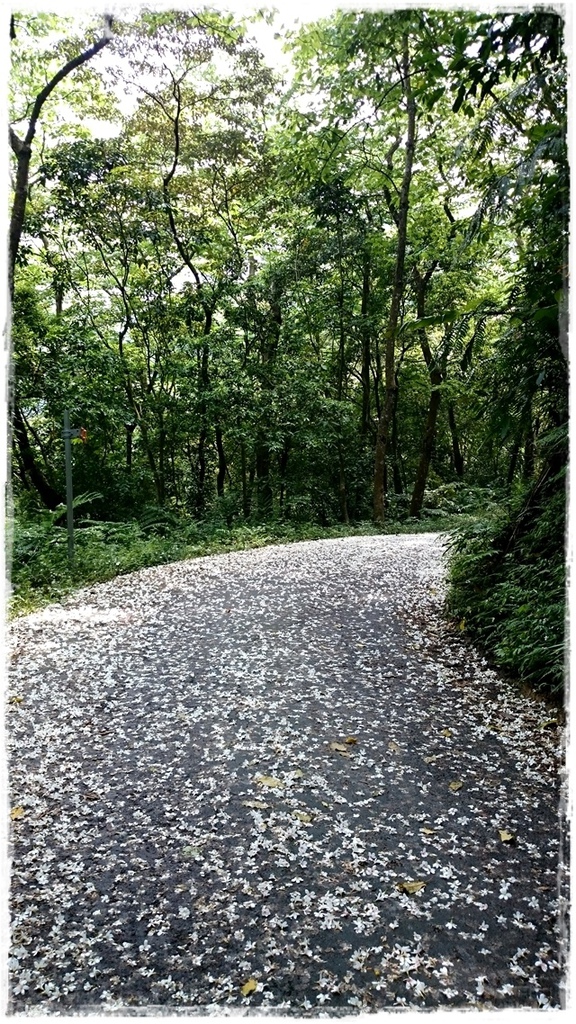 新店四份子產業道路:【新北◍•ᴗ•◍新店】賞花・新店四份子產業道路賞桐花詳細路線2015・4/30花況✯賞桐、賞螢景點|桐花雪遍地的小徑