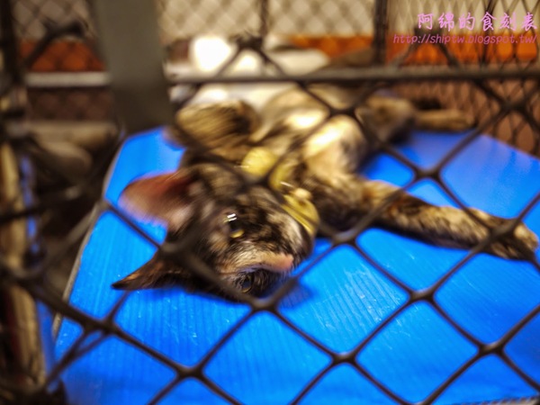 大方牛肉麵：桃園市桃園區 [大方牛肉麵] 原汁排骨麵麵Q肉大塊