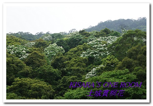 擺接義塚大墓公：土城一日遊外一章──大墓公廟摸狗卵，賺千萬。