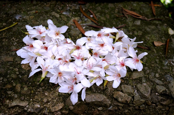 銅鑼雙峰山賞桐花：[苗栗銅鑼] 雙峰山慈惠堂 賞滿山桐花~