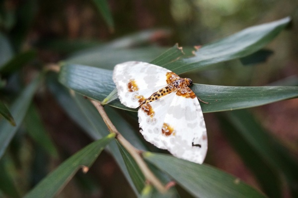 銅鑼雙峰山賞桐花：[苗栗銅鑼] 雙峰山慈惠堂 賞滿山桐花~