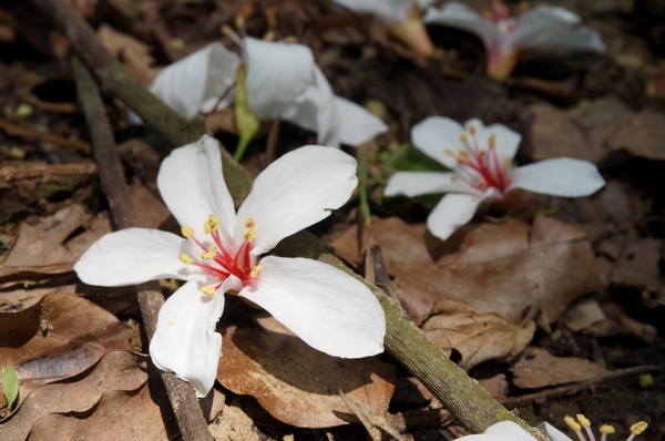 銅鑼雙峰山賞桐花：[苗栗銅鑼] 雙峰山慈惠堂 賞滿山桐花~