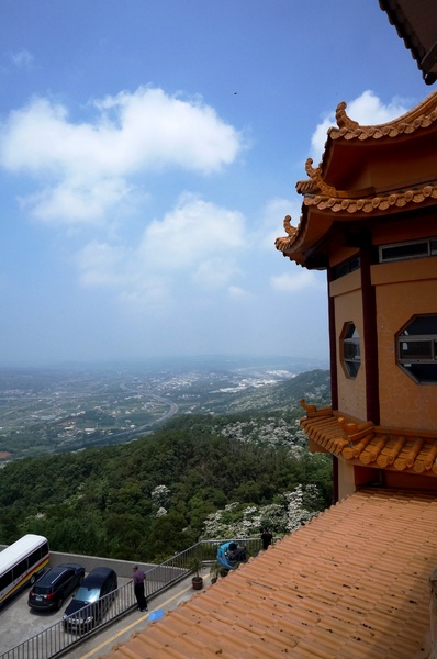銅鑼雙峰山賞桐花：[苗栗銅鑼] 雙峰山慈惠堂 賞滿山桐花~