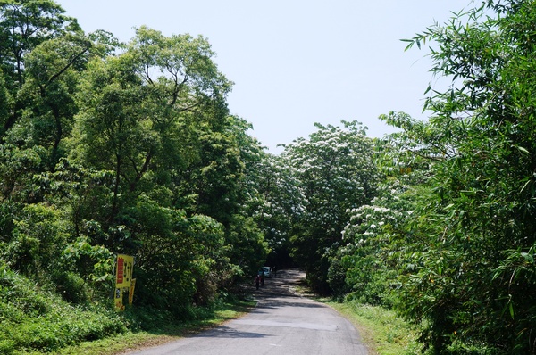 銅鑼雙峰山賞桐花：[苗栗銅鑼] 雙峰山慈惠堂 賞滿山桐花~