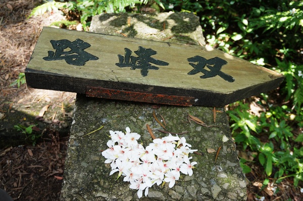 銅鑼雙峰山賞桐花：[苗栗銅鑼] 雙峰山慈惠堂 賞滿山桐花~