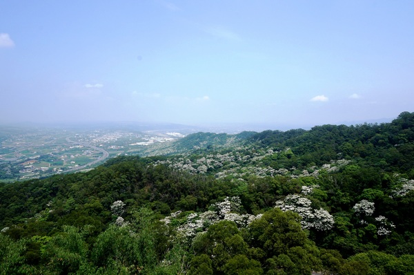 銅鑼雙峰山賞桐花：[苗栗銅鑼] 雙峰山慈惠堂 賞滿山桐花~