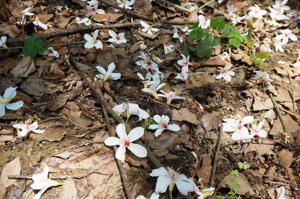 銅鑼雙峰山賞桐花：[苗栗銅鑼] 雙峰山慈惠堂 賞滿山桐花~