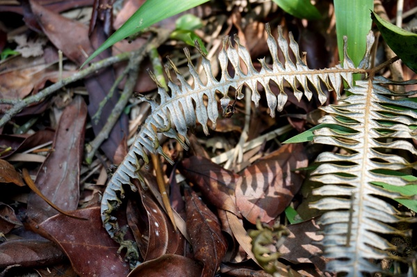 銅鑼雙峰山賞桐花：[苗栗銅鑼] 雙峰山慈惠堂 賞滿山桐花~