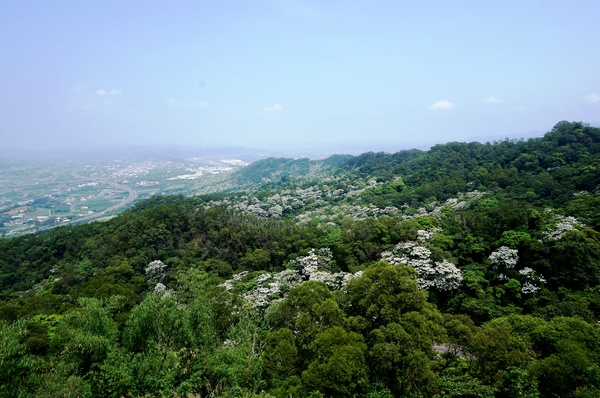 銅鑼雙峰山賞桐花：[苗栗銅鑼] 雙峰山慈惠堂 賞滿山桐花~