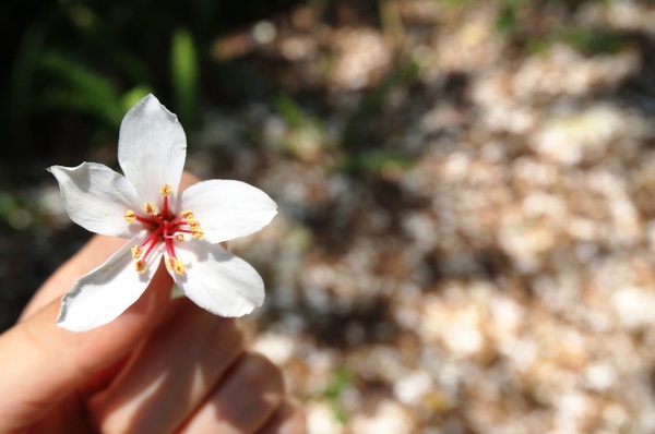 銅鑼雙峰山賞桐花：[苗栗銅鑼] 雙峰山慈惠堂 賞滿山桐花~