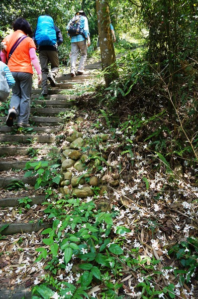 銅鑼雙峰山賞桐花：[苗栗銅鑼] 雙峰山慈惠堂 賞滿山桐花~