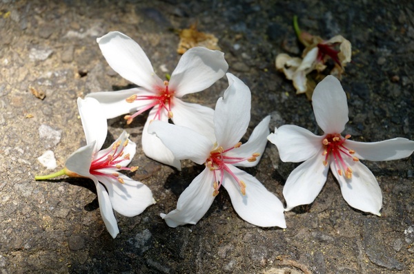 銅鑼雙峰山賞桐花：[苗栗銅鑼] 雙峰山慈惠堂 賞滿山桐花~