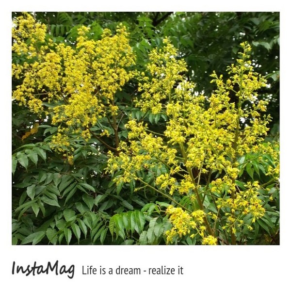 竹北文化兒童公園(文平路與吳濁流路交叉口)：【新竹景點】饒富詩意的黃金雨~貝殼溜滑梯及竹北文化兒童公園