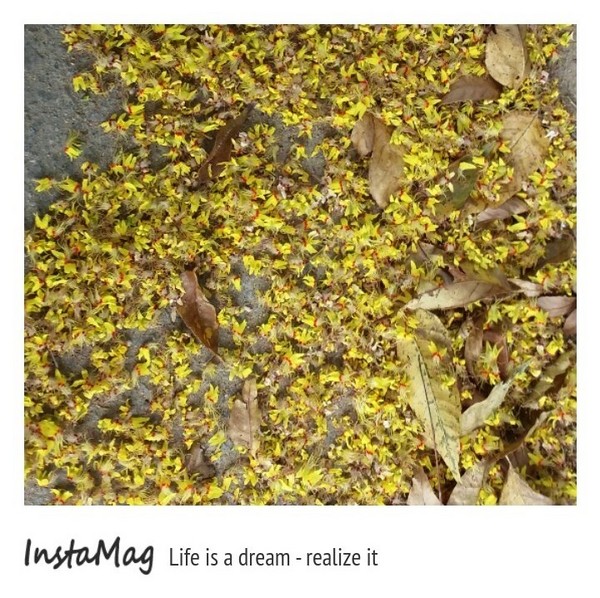 竹北文化兒童公園(文平路與吳濁流路交叉口)：【新竹景點】饒富詩意的黃金雨~貝殼溜滑梯及竹北文化兒童公園