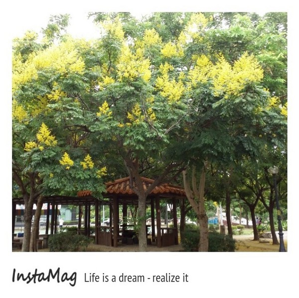 竹北文化兒童公園(文平路與吳濁流路交叉口)：【新竹景點】饒富詩意的黃金雨~貝殼溜滑梯及竹北文化兒童公園