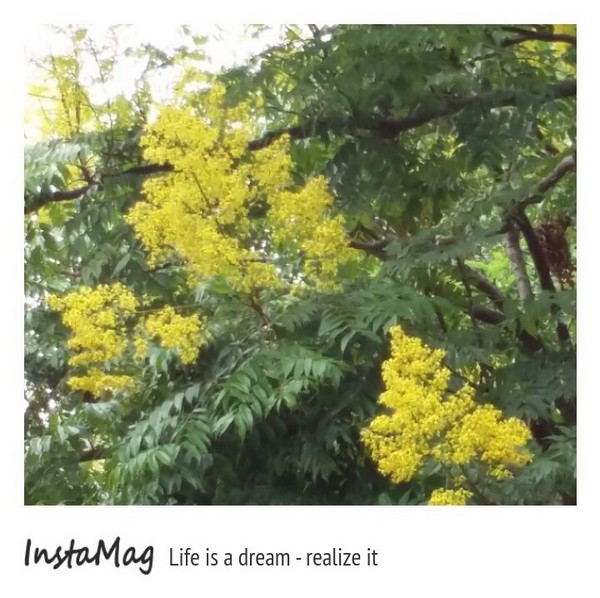 竹北文化兒童公園(文平路與吳濁流路交叉口)：【新竹景點】饒富詩意的黃金雨~貝殼溜滑梯及竹北文化兒童公園