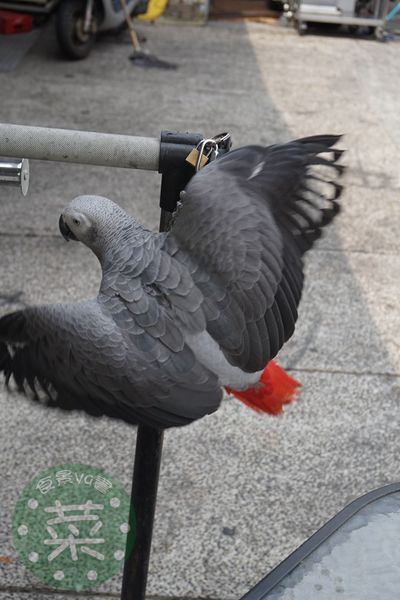 DSC07549 (複製).JPG