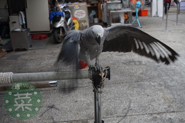 DSC07540 (複製).JPG