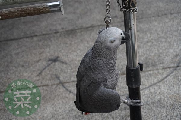 DSC07546 (複製).JPG