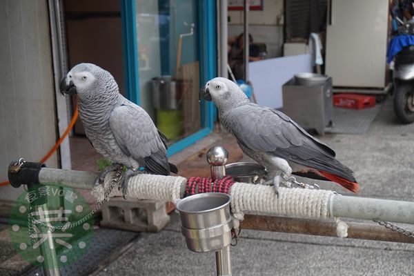 DSC07558 (複製).JPG