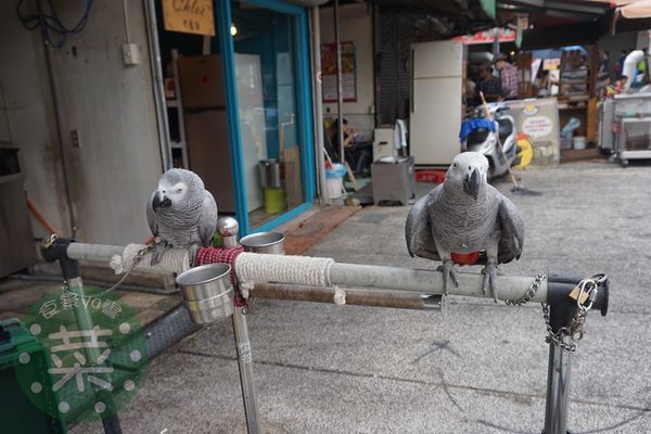 DSC07538 (複製).JPG