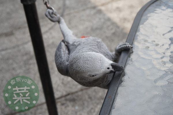 DSC07553 (複製).JPG