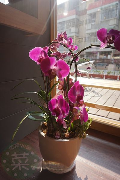 DSC08008 (複製).JPG