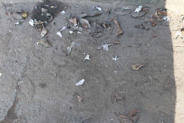 【林口】大樹下大腸包小腸-肥滋滋的香腸