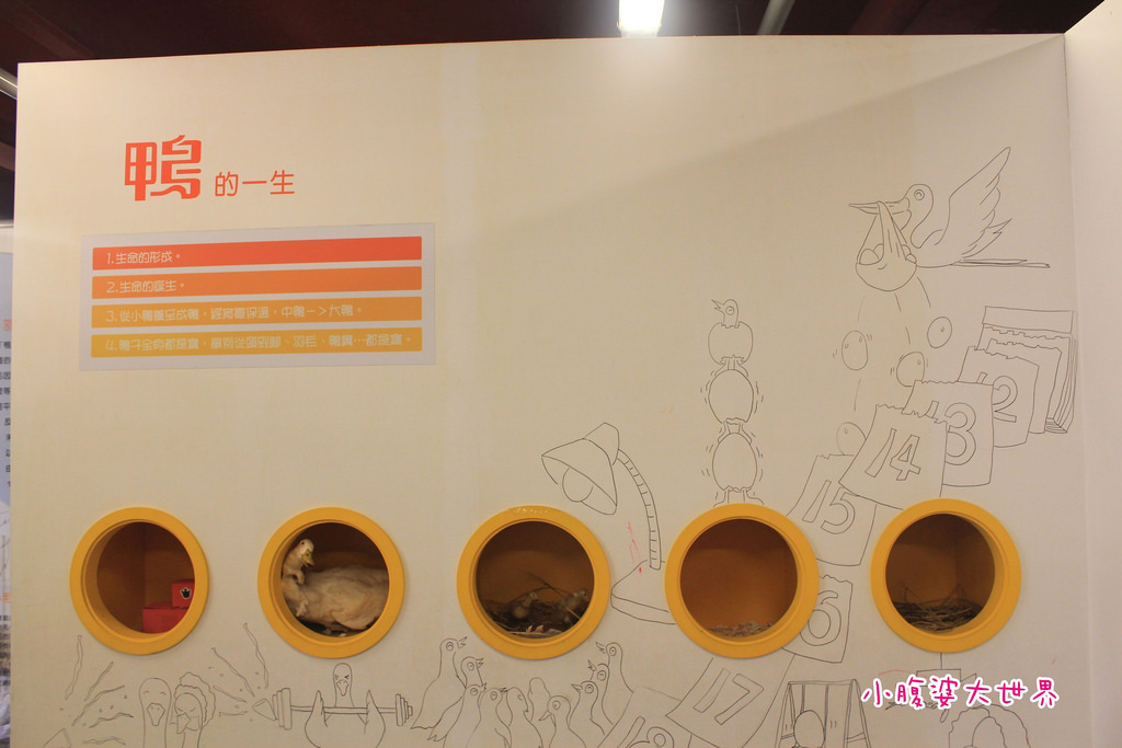 博士鴨 024