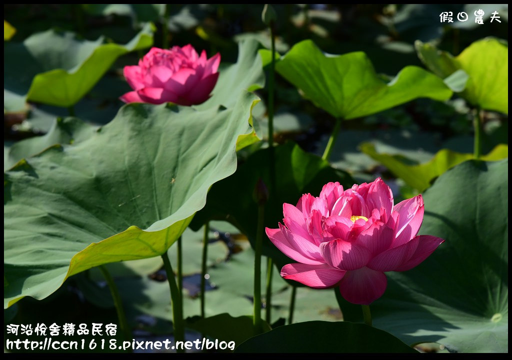 河沿悅舍精品民宿DSC_9283