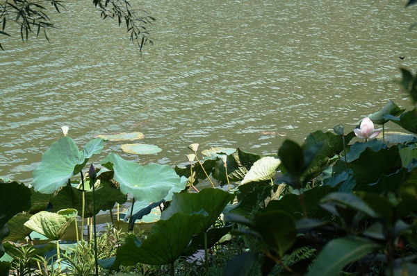 埔里農會酒莊：鯉魚潭賞景 vs 埔里農會酒莊 - 紹興米糕枝仔冰