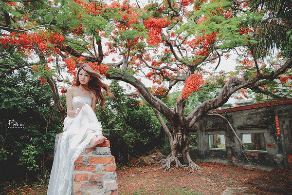 大湖蕃茄會社：【遊記】｛高雄。湖內區｝來企大湖蕃茄會社吃蕃茄