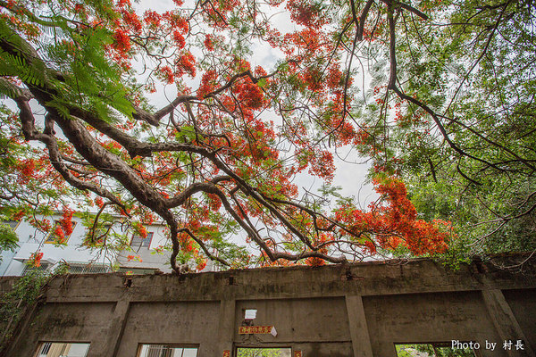 大湖蕃茄會社：【遊記】｛高雄。湖內區｝來企大湖蕃茄會社吃蕃茄