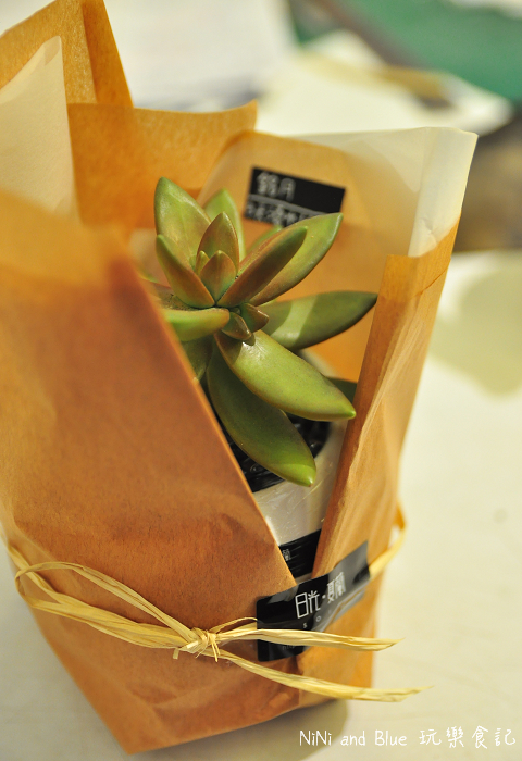 台南日光夏蘭多肉植物29