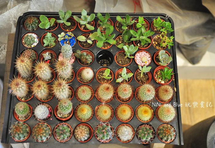 台南日光夏蘭多肉植物13