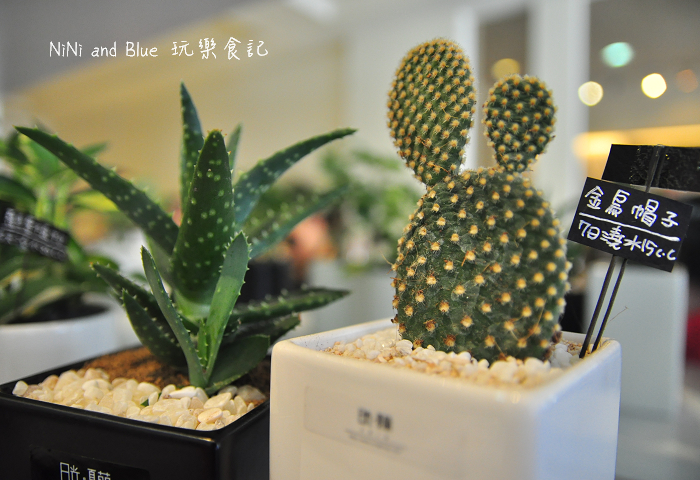 台南日光夏蘭多肉植物04