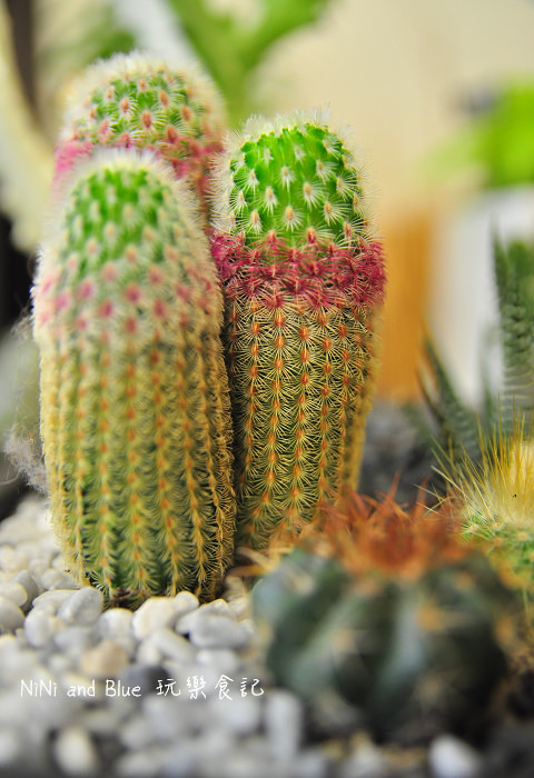 台南日光夏蘭多肉植物06