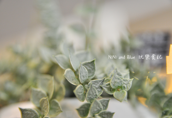 台南日光夏蘭多肉植物16