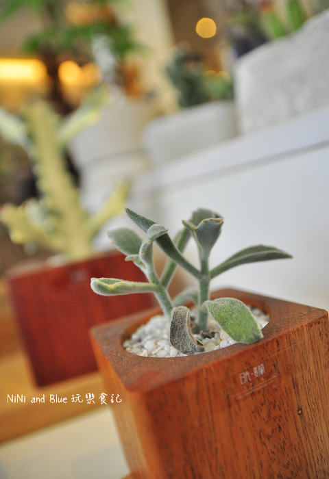 台南日光夏蘭多肉植物03